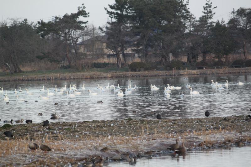 瓢湖ハクチョウ20250314-3