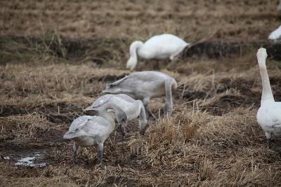 白鳥写真　１０月１４日　その４
