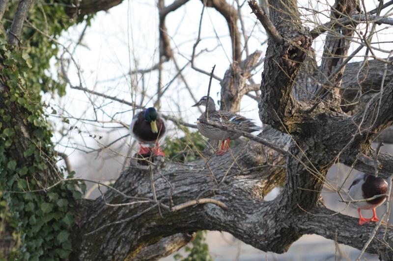 瓢湖カモ20250314