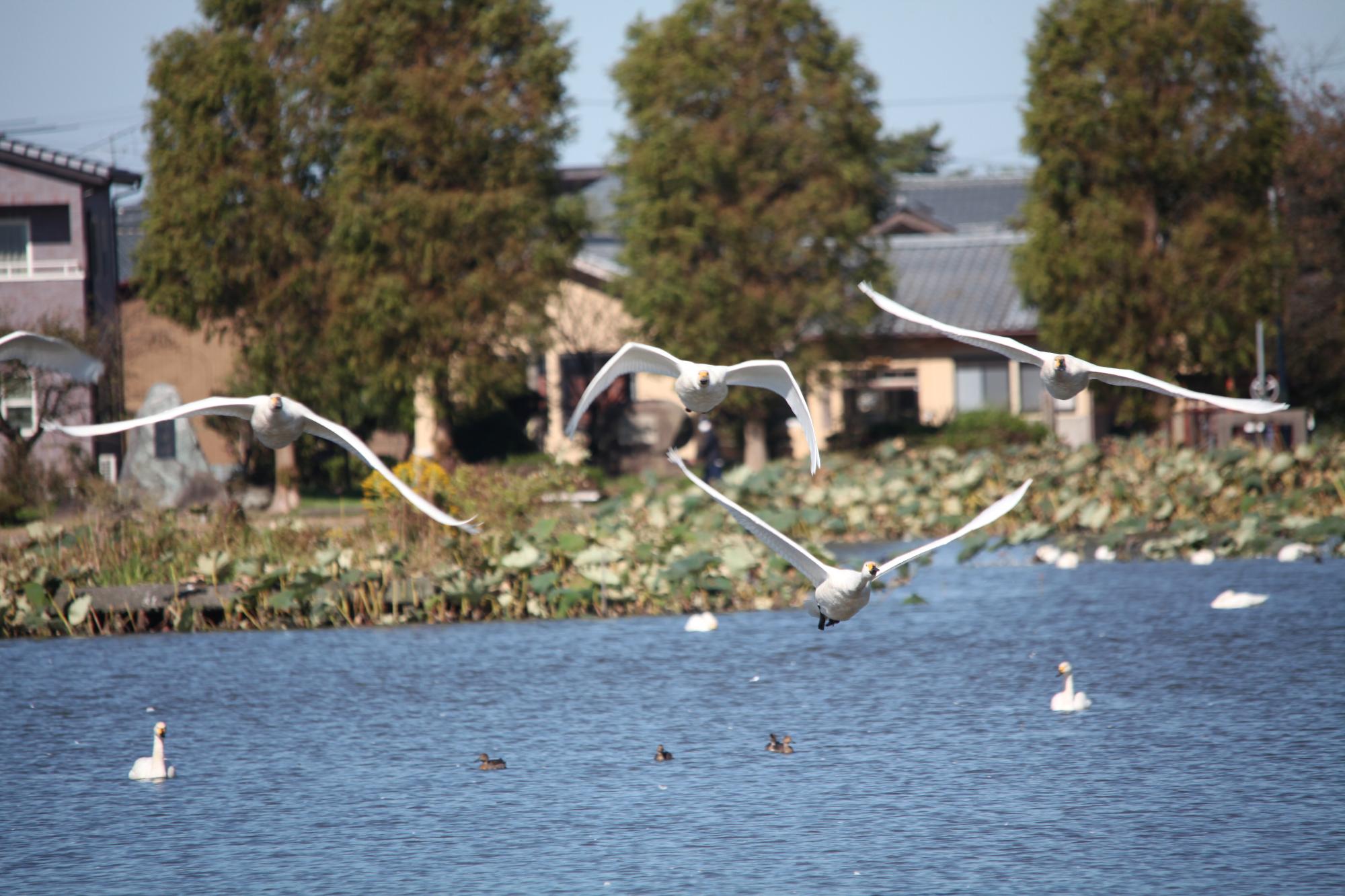 白鳥写真　１０月２１日　その３