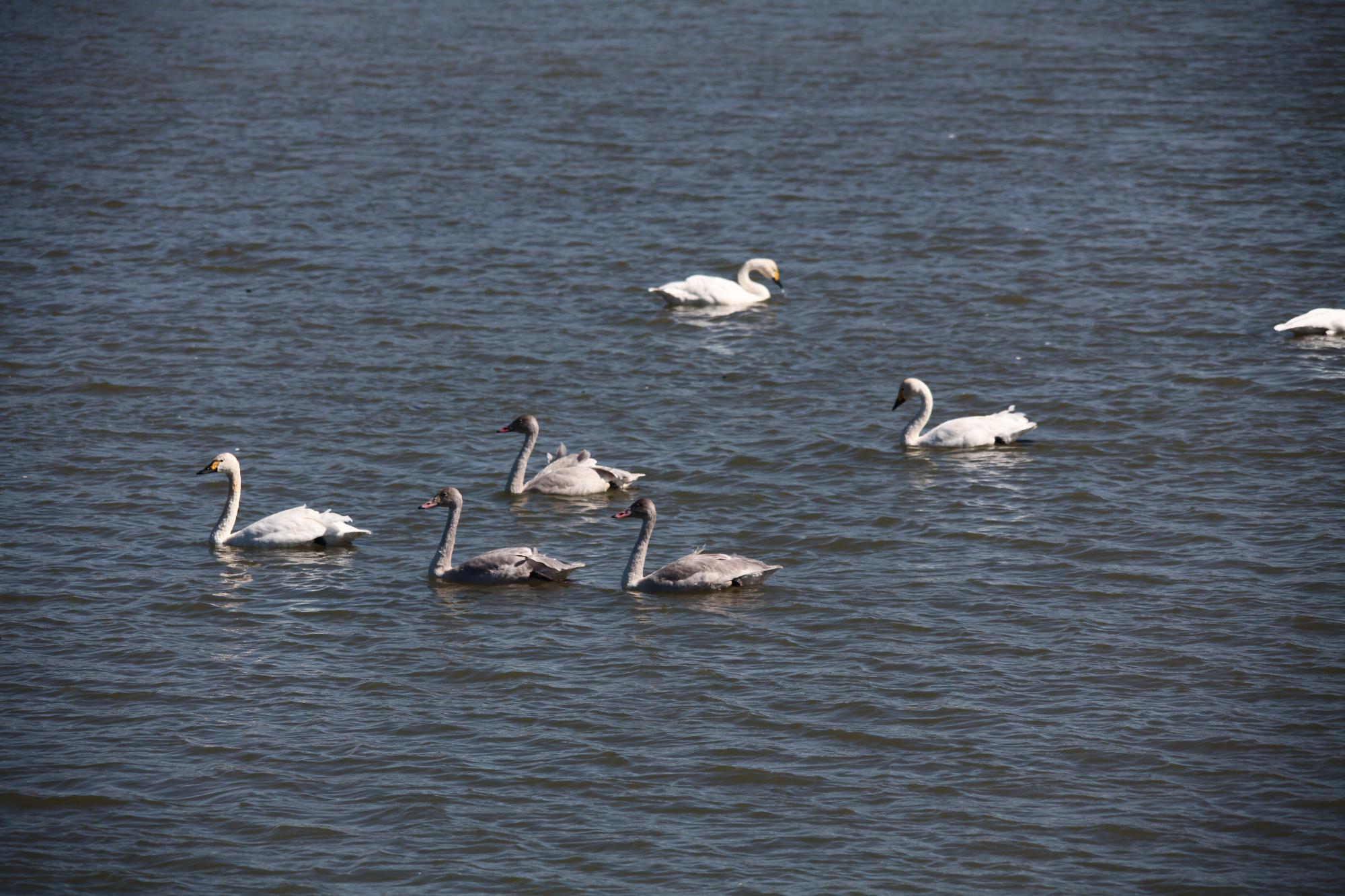 白鳥写真　１０月２１日　その２