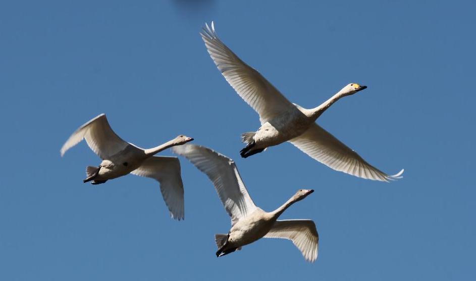 白鳥写真　１０月２１日　その４