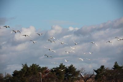 白鳥写真　１２月９日　その２