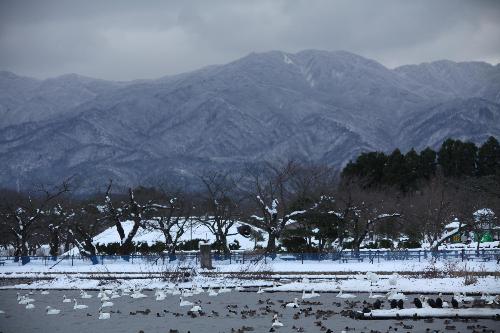 瓢湖雪景色　１２月１６日　その１
