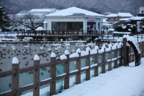 瓢湖雪景色　１２月１６日　その２