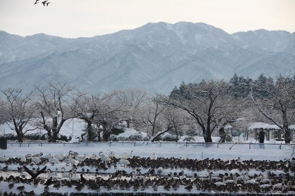 瓢湖写真　1月6日　その１