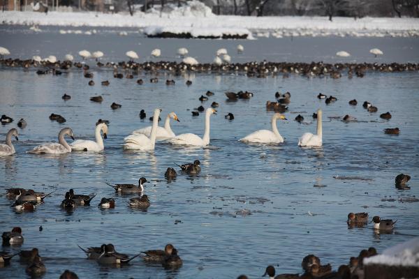 瓢湖写真　1月6日　その４