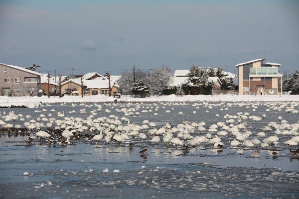 瓢湖写真　1月6日　その３