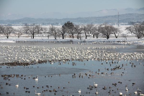 瓢湖写真　１月6日　その２