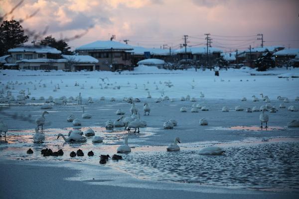 瓢湖の白鳥　1月19日　その１