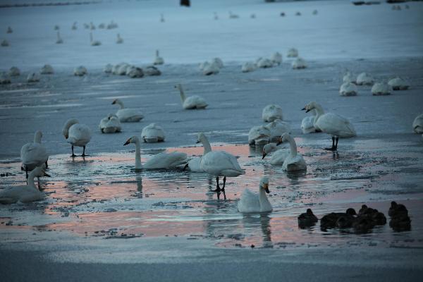 瓢湖の白鳥　1月19日　その２
