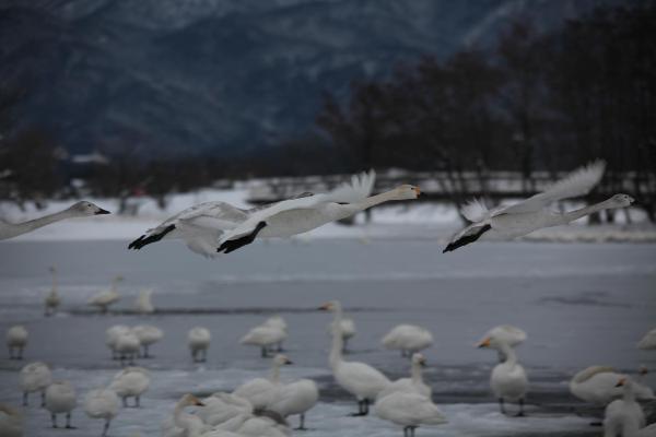 瓢湖の白鳥　1月20日　その１