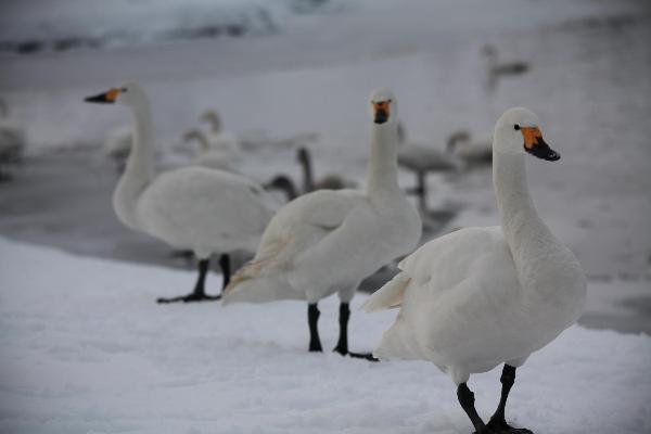 瓢湖の白鳥　1月20日　その２