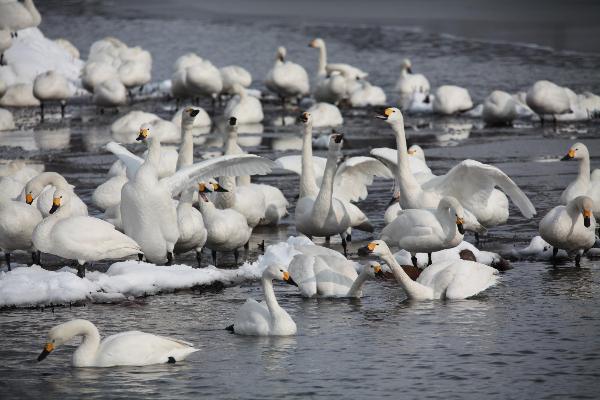 瓢湖の写真　2月4日　その2