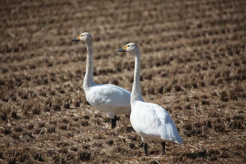 10月4日　白鳥写真　横山水田