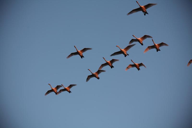 10月7日夕方　白鳥写真その２