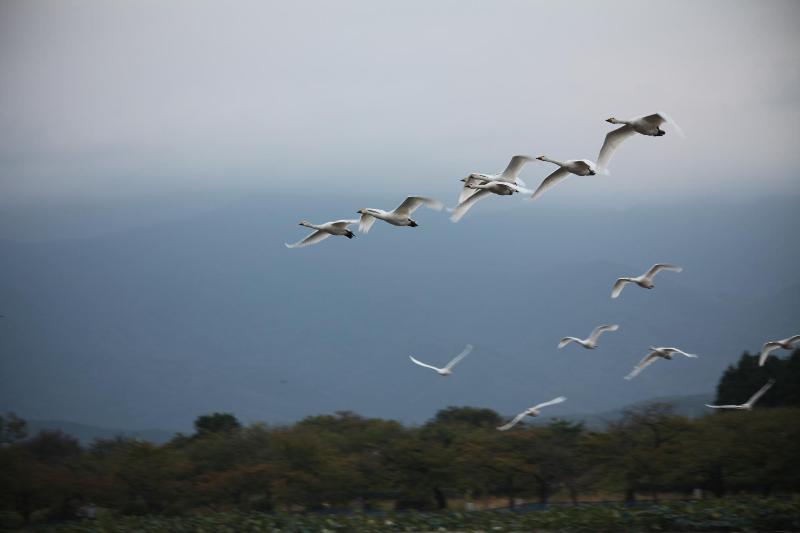 10月8日朝　白鳥写真　その２