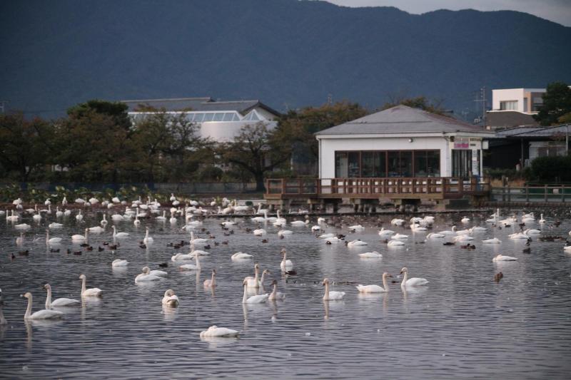 瓢湖　白鳥写真　10月15日　その1