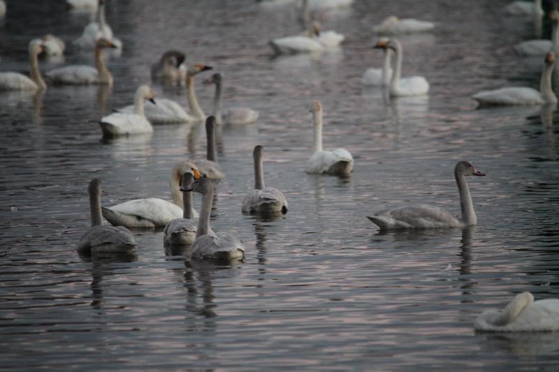 瓢湖　白鳥の写真　10月15日　その2
