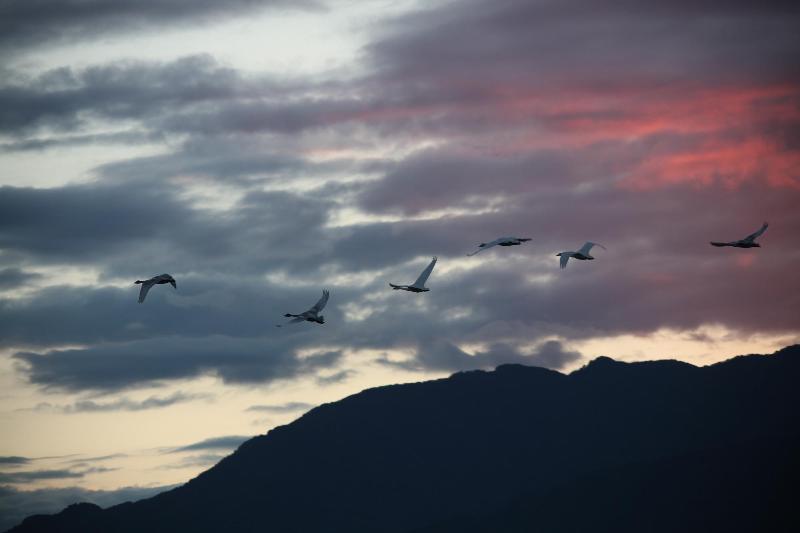 瓢湖　白鳥の写真　10月15日　その3