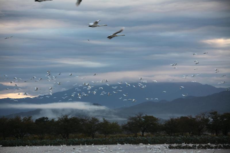 瓢湖　白鳥の写真　10月15日　その4