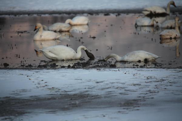 2月25日　金田町田んぼの白鳥　その2