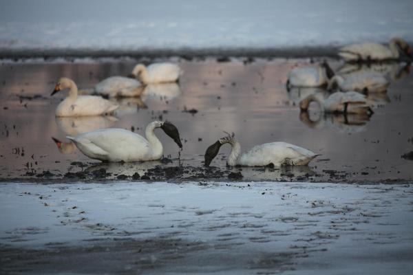 2月25日　金田町田んぼの白鳥　その3