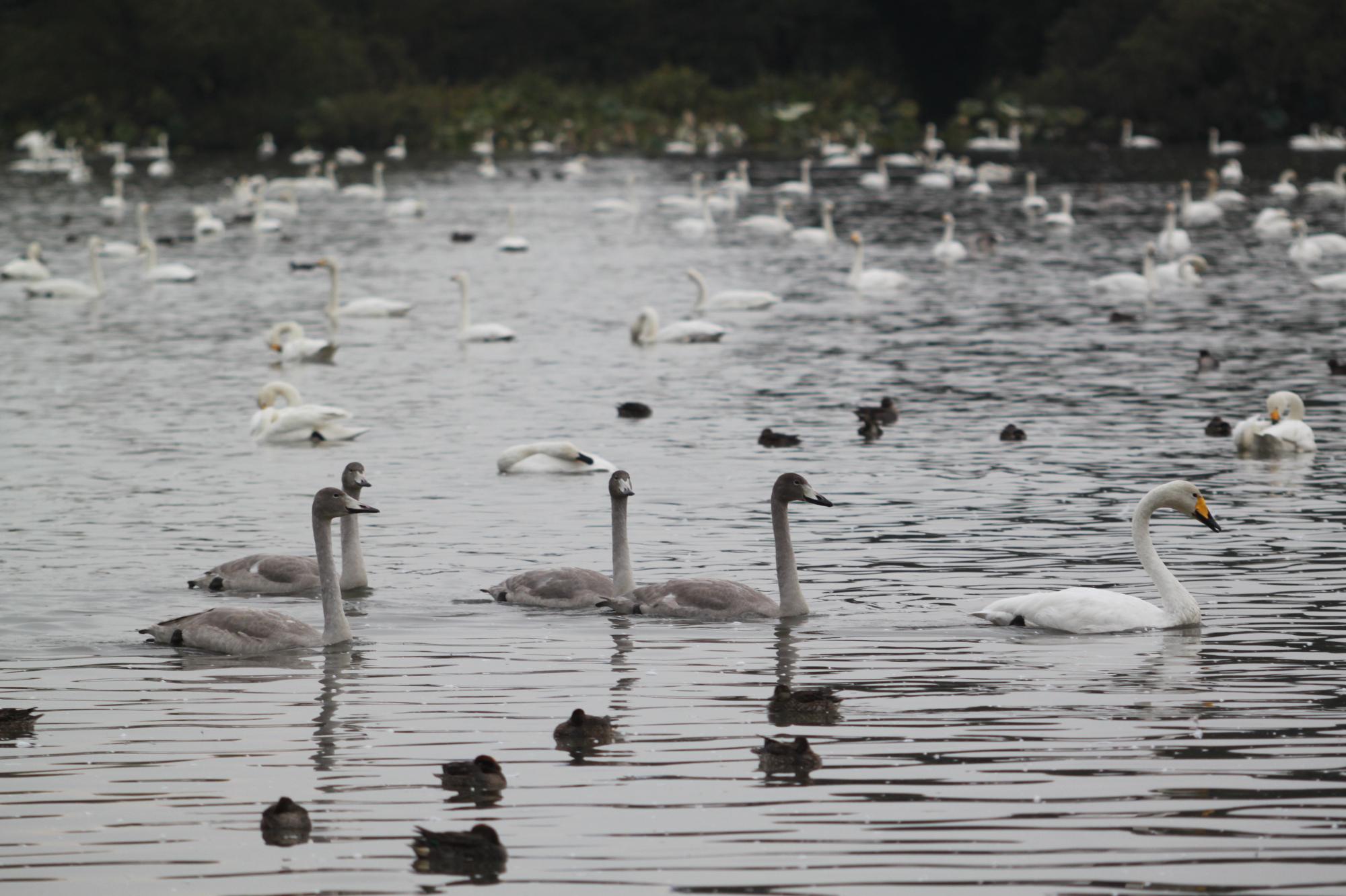 R071031オオハクチョウ親子