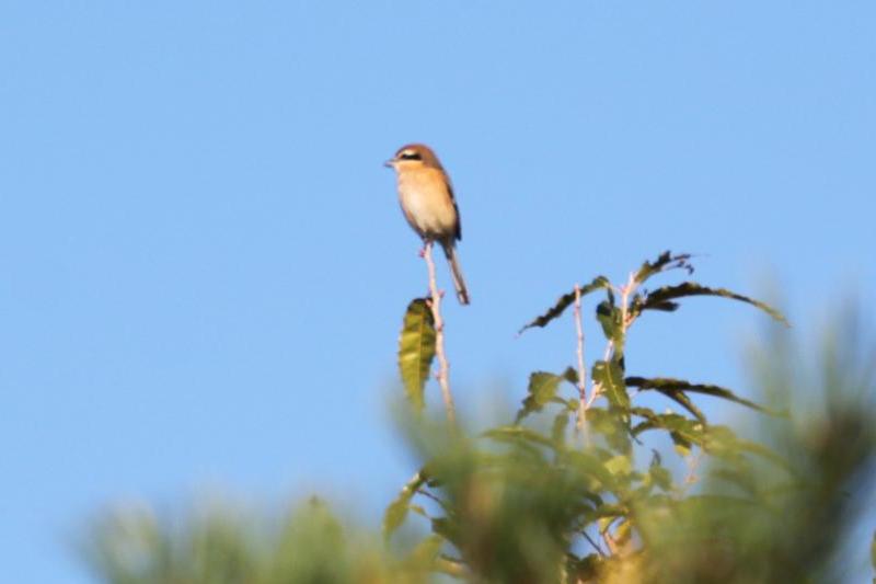 R071114瓢湖野鳥-02_モズ