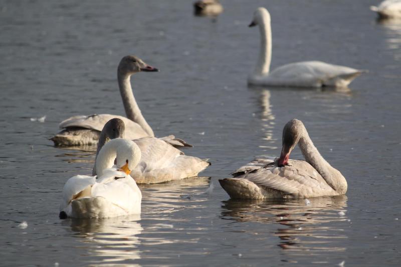 瓢湖と白鳥 瓢湖水きん公園 – 観光スポットガイド あがのSPOT│新潟県 阿賀野市