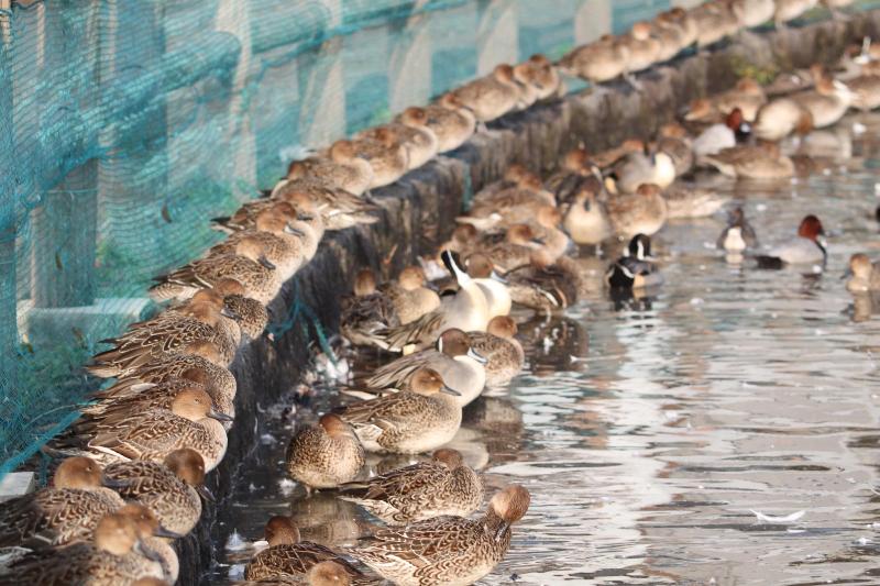 R071114瓢湖野鳥-01_オナガガモなど
