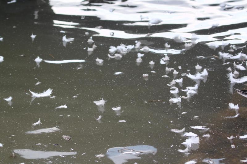 R071114瓢湖鳥の羽