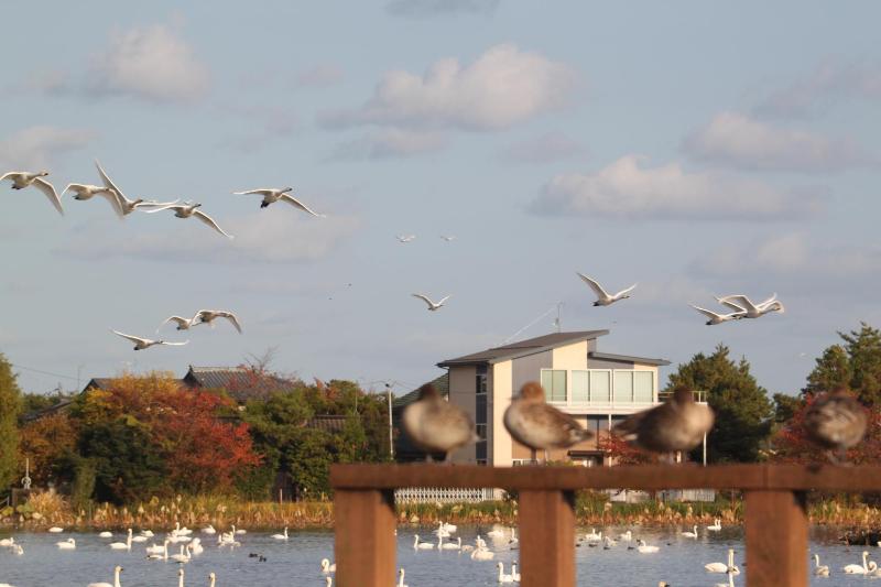 R071114瓢湖白鳥-02