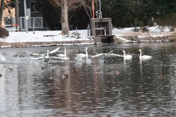 瓢湖　本池　0217-3
