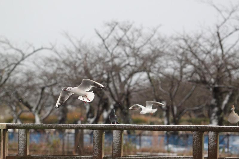 R071204瓢湖ユリカモメ-01