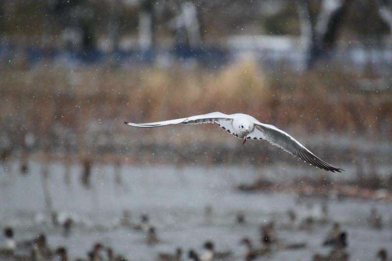 R071204瓢湖ユリカモメ-04