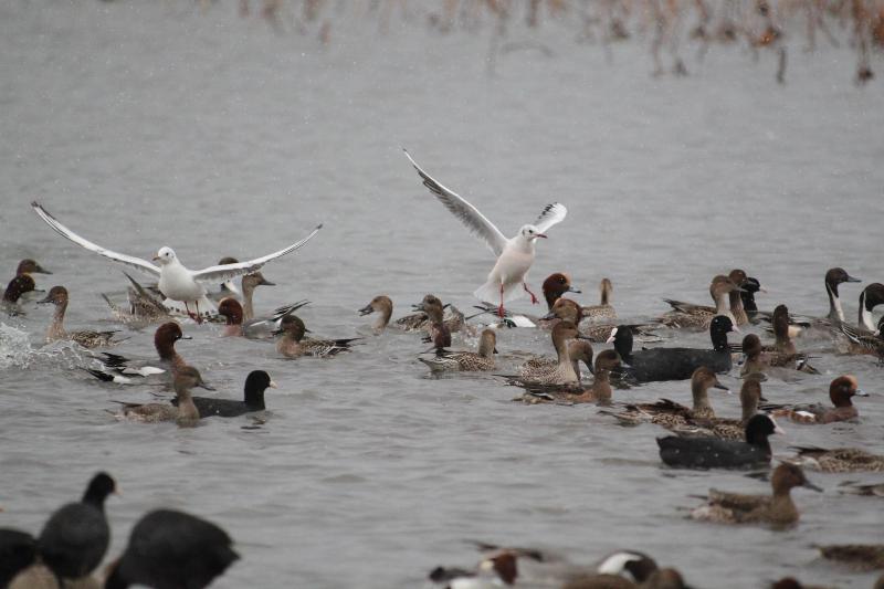 R071204瓢湖ユリカモメ-02