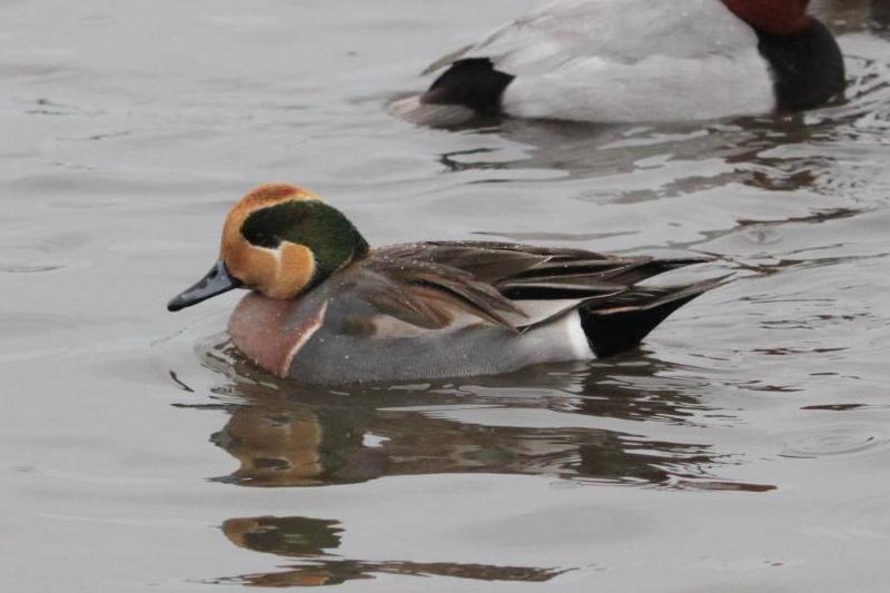 R071224トモエガモ×？-02