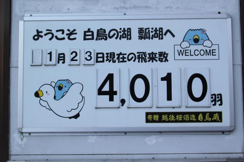 R80123白鳥飛来数