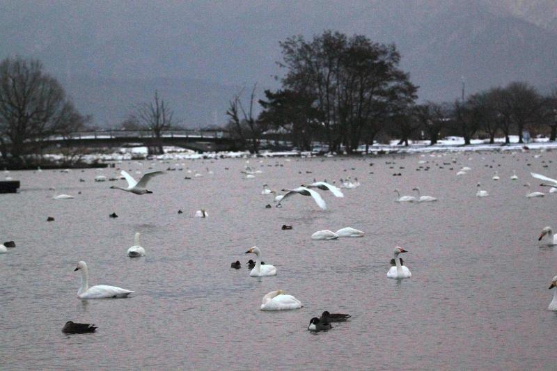 令和8年2月の白鳥の渡来状況／阿賀野市