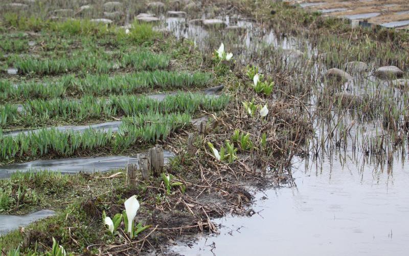 R80331ミズバショウ-02