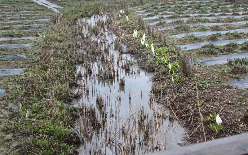 R80331ミズバショウ-01