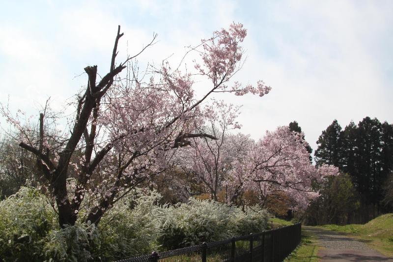 R080406瓢湖サクラ-07