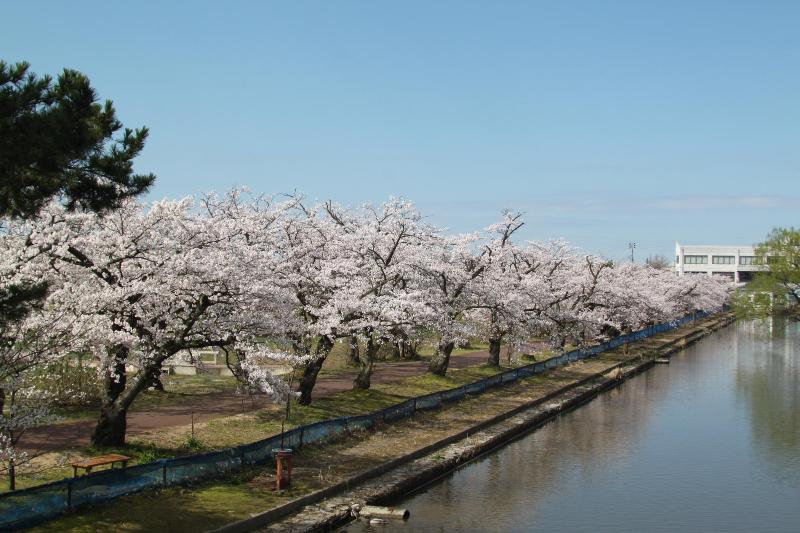 R080406瓢湖サクラ-03