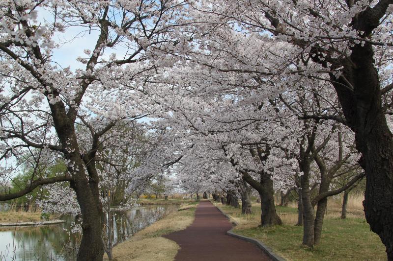 R080406瓢湖サクラ-04