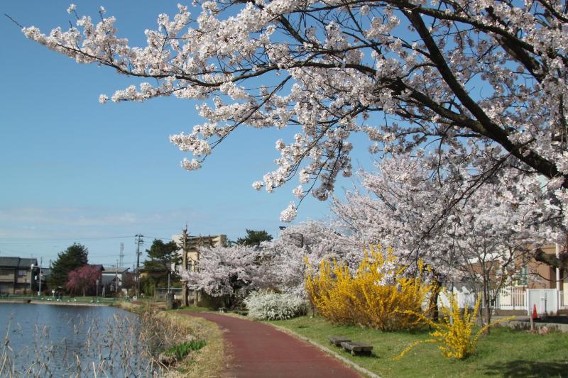 R080406瓢湖サクラ-05