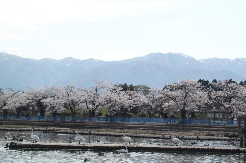 R080406瓢湖サクラ-08