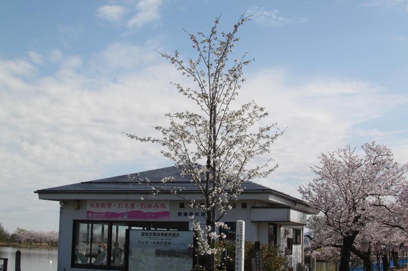 R080406瓢湖サクラ-09