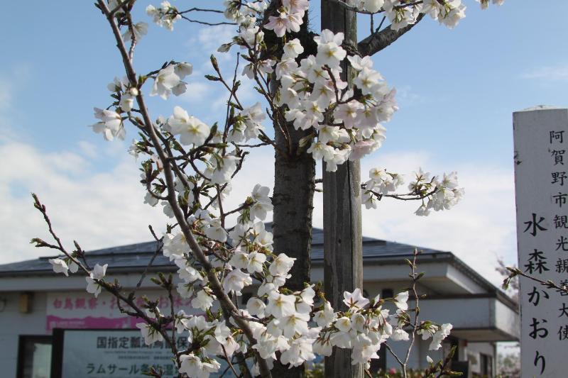 R080406瓢湖サクラ-10