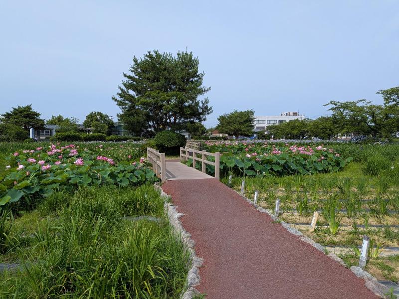 R80701あやめ園ハス-01